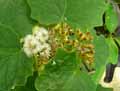 Senecio petasitis