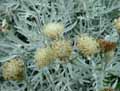 Senecio vira-vira, Senecio leucostachys