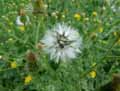 Senecio viscosus