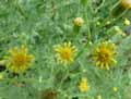 Senecio viscosus