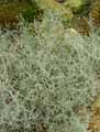 Seriphium plumosum