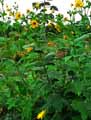 Silphium perfoliatum