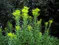 Solidago canadensis