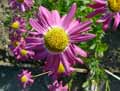 Tanacetum coccinueum, Chrysanthemum coccineum, Pyrethrum roseum