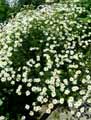 Tanacetum corymbosum