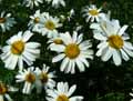 Tanacetum corymbosum