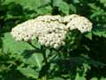 Tanacetum macrophyllum
