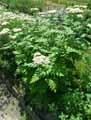Tanacetum macrophyllum