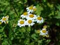 Tanacetum parthenium
