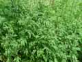 Tanacetum parthenium