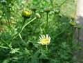 Tanacetum parthenium