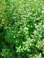 Tanacetum parthenium