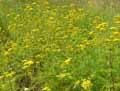 Tanacetum vulgare