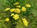 Tanacetum vulgare