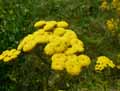 Tanacetum vulgare