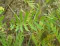 Tanacetum vulgare