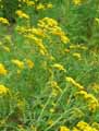 Tanacetum vulgare
