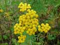 Tanacetum vulgare