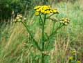 Tanacetum vulgare