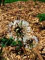 Taraxacum officinale, Taraxacum dens leonis