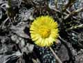 Tussilago farfara