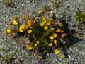 Tussilago farfara