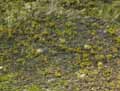 Tussilago farfara