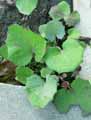 Tussilago farfara