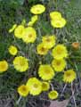 Tussilago farfara