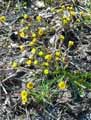 Tussilago farfara