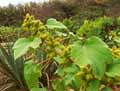 Xanthium strumarium