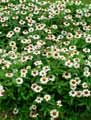 Zinnia angustifolia