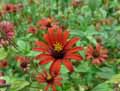 Zinnia peruviana, Zinnia pauciflora