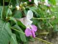 Impatiens balfourii