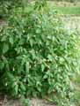 Impatiens balfourii