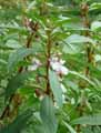 Impatiens balsamina