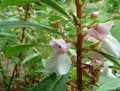 Impatiens balsamina