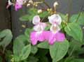 Impatiens glandulifera