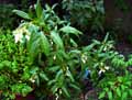 Impatiens glandulifera