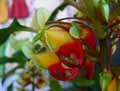 Impatiens niamniamensis