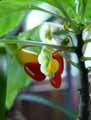 Impatiens niamniamensis