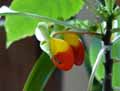 Impatiens niamniamensis