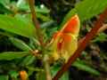 Impatiens niamniamensis