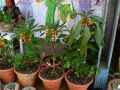 Impatiens niamniamensis