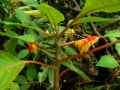 Impatiens niamniamensis