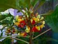 Impatiens niamniamensis