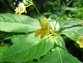 Impatiens parviflora