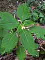 Impatiens parviflora