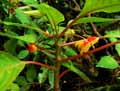 Impatiens sp.