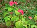 Impatiens walleriana